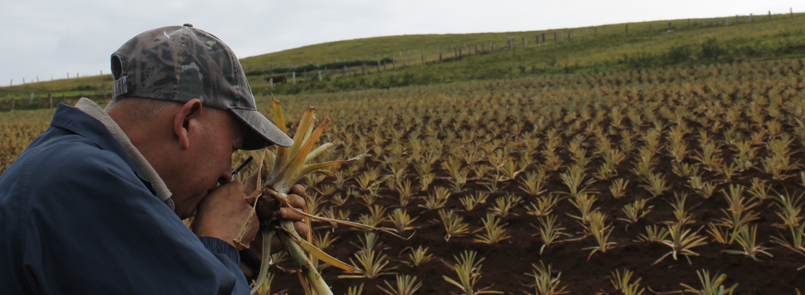 Cultivo de piña en Rapa Nui